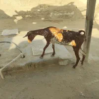 بزه|حیوانات مزرعه|چابهار, |دیوار