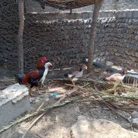 مرغ فروشی