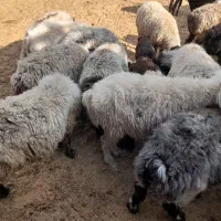 میش|حیوانات مزرعه|یاسوج, |دیوار
