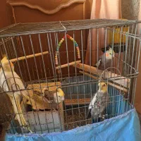 عروس هلندی