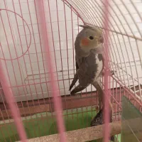 عروس هلندی