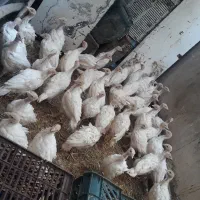 بوقلمون بیوتی ۶زرین بار فوق سنگین شارژ شد ،
