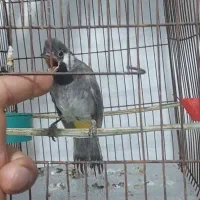 قناری باغی احلی