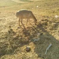 میش بره