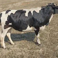 گاو ماده هلشتاین