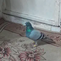 کفترها همه با هم600تومن