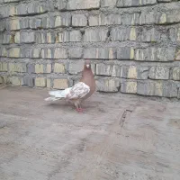 کفتر کله زرد