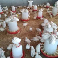 جوجه حدودا یک کیلو فروشی350ت
