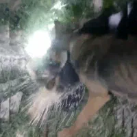 سگ راوی سیخوری