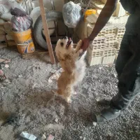سگ پاکوتاه
