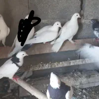 کفتر طوقی پرشی