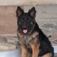 سگ  نگهبانی