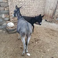 فروش الاغ|حیوانات مزرعه|زارچ, |دیوار