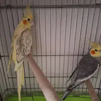 عروس هلندی مولد
