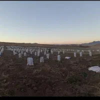 سیب زمینی بذری آکریا