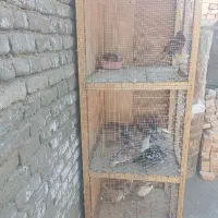 جفت گاه. جفت کن کبوتر.