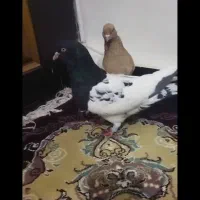 کبوتر کله دار مهر