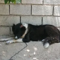 سگ نگهبان