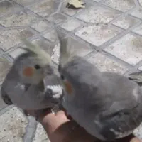 فروش پرنده