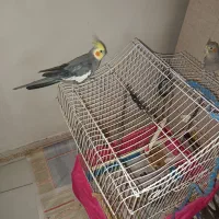 عروس هلندی نروماده جفت ۹۰۰۰۰۰