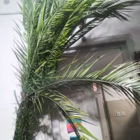 گل طبیعی نخل بزرگ