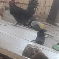 خروس منیاطوری