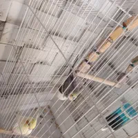 عروس هلندی نر و ماده آواز خون