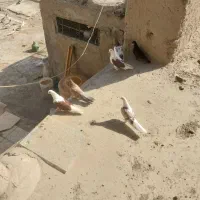 کبوتر رنگی