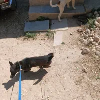 سگ پاکوتا