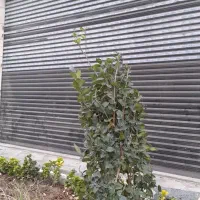 ۳۰ متر مغازه تجاری  همکف خیابان اصلی