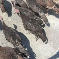 جوجه بوقلمون