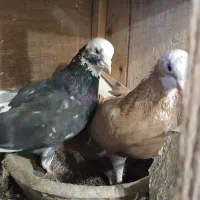 کبوتر ،یکجایی