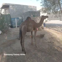 شتر نر سالم سرحال