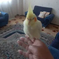 عروس هلندی