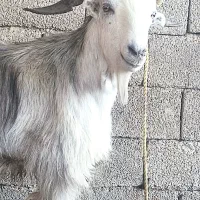 بعده