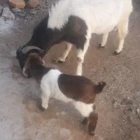 بزغاله و بز