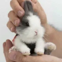 بچه خرگوش لپ