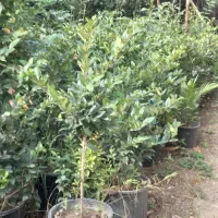 فروش یاس هلندی