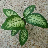 250شاداب