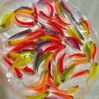 ماهی کالر رنگی