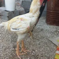خروس لاری