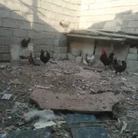 مرغ وخروس