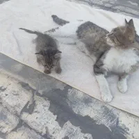 گربه مادر و پسر برای هر دو باهم برای واگذاری