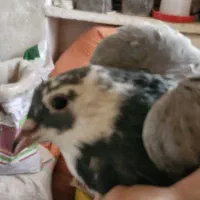 شازده درجه یک