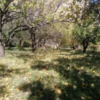 باغ در روستای هندور