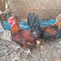 مرغ خزک