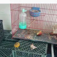 قناری و سهره جفت اشتی