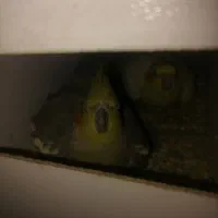 عروس هلندی رو تخم