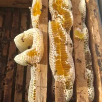 عسل طبیعی خالص و ارگانیک
