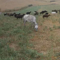 خر گوسفندی آرام